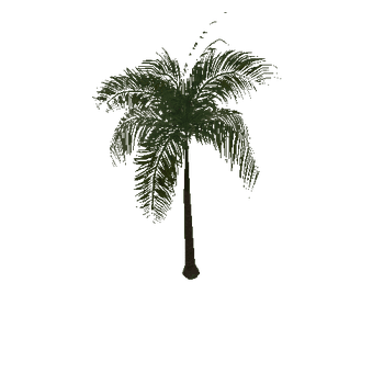 palm_type_a_b