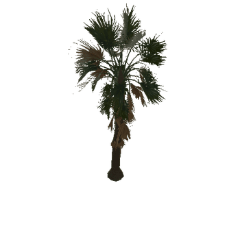 palm_type_b_c