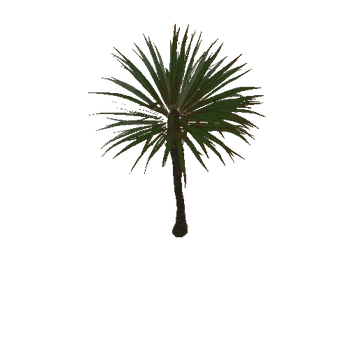 palm_type_c