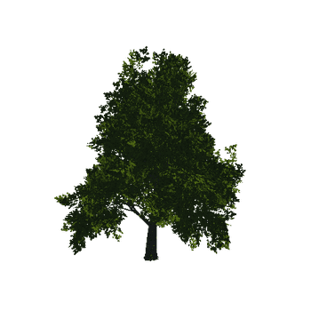 TreeGen04-Sycamore-23267