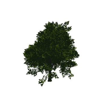 TreeGen04-Sycamore-23268