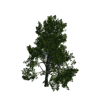 TreeGen04-Sycamore-23273
