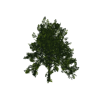 TreeGen04-Sycamore-23274