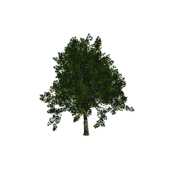 TreeGen04-Sycamore-23275