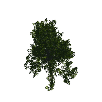 TreeGen04-Sycamore-23279