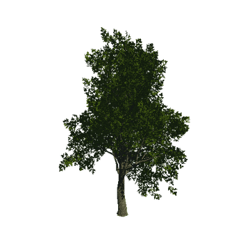 TreeGen04-Sycamore-23282