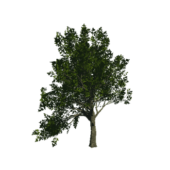 TreeGen04-Sycamore-23283