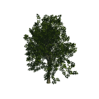 TreeGen04-Sycamore-23286