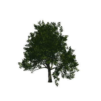 TreeGen04-Sycamore-23289