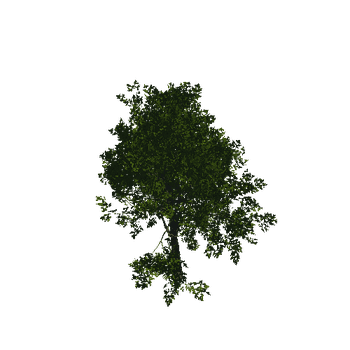 TreeGen04-Sycamore-23291