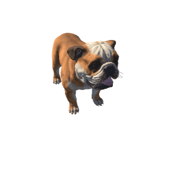 Bulldog_HIghPoly