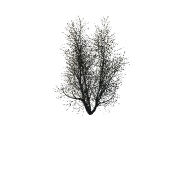 TreeGen04-WinterTree1185
