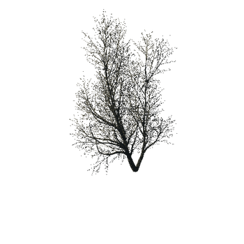TreeGen04-WinterTree1191