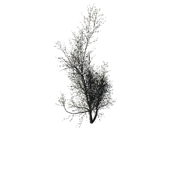 TreeGen04-WinterTree1200