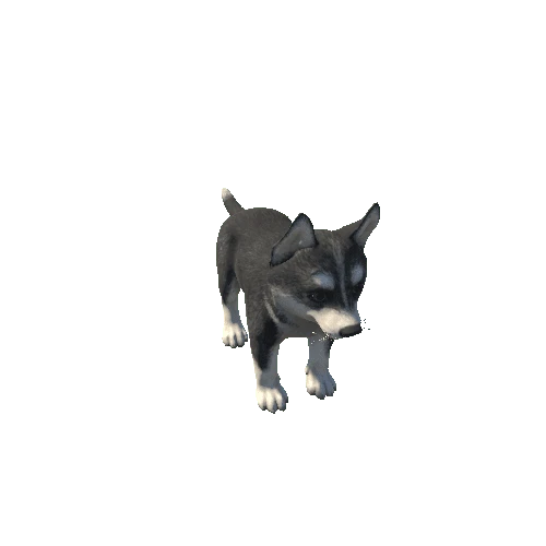 Husky_puppy_HighPoly