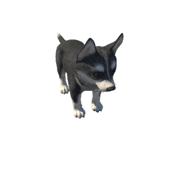 Husky_puppy_LOD