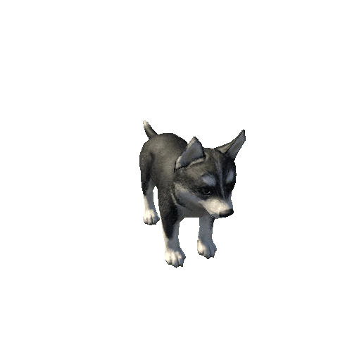 Husky_puppy_LowPoly