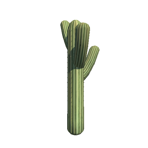 PW_P_Detailed_Cactus_03
