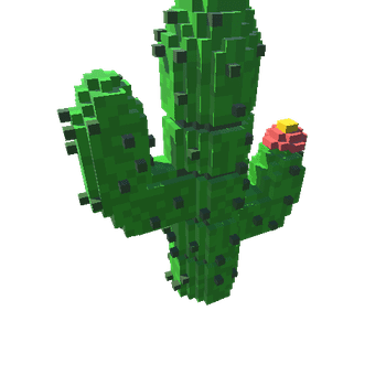 NCS_Cactus002