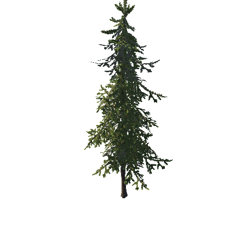 SM_Douglas_Fir_Mature_01