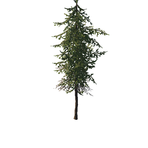 SM_Douglas_Fir_Mature_03