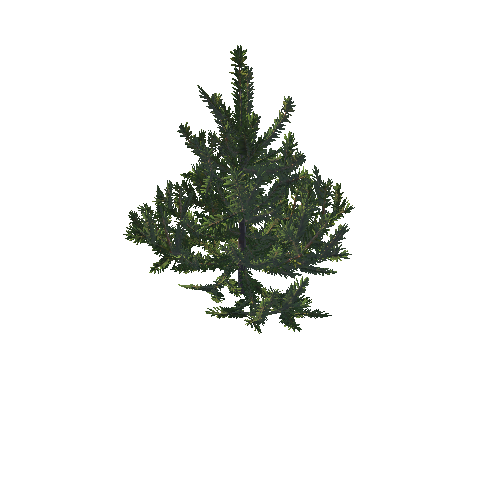 SM_Douglas_Fir_Sapling