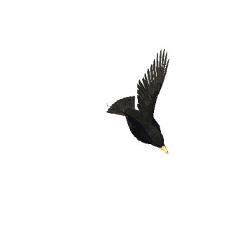 blackbird@flyright Blackbird