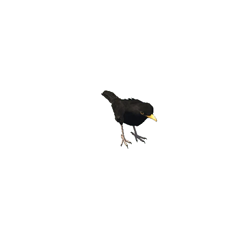 blackbird@hopright