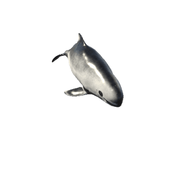 Harbour_Porpoise_Mesh