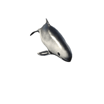 Harbour_Porpoise_Mesh_M