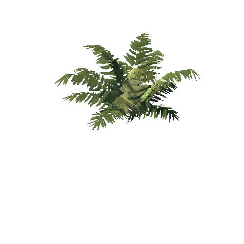 Fern_02