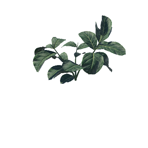 WF_Plant01