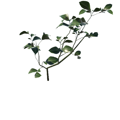 WF_Plant03