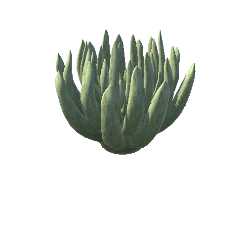 WF_Succulent