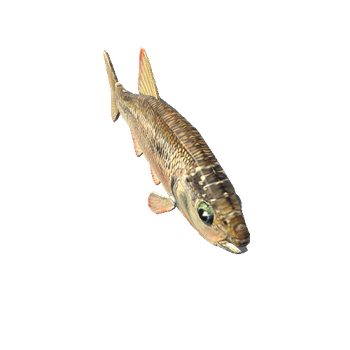 Fish2