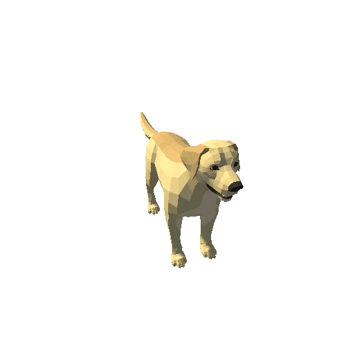 Labrador_5