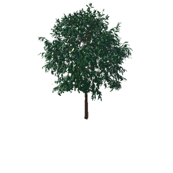 tallTree