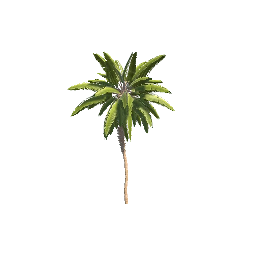 Palm