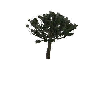 Dracaena_1