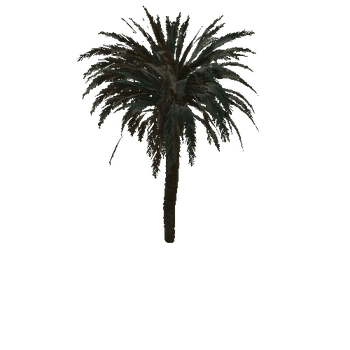 palm_1