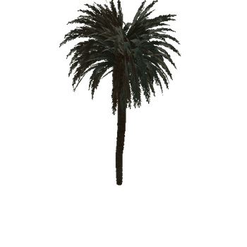 palm_3