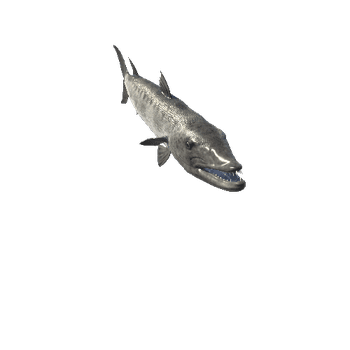 Barracuda_Mesh