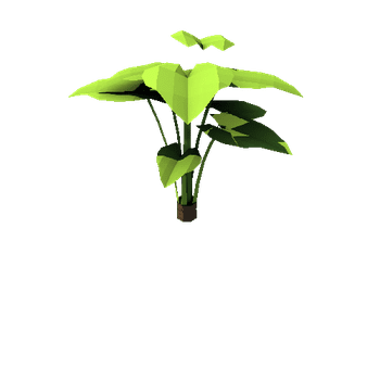 Street_Alocasia