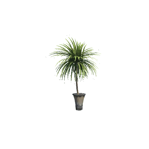 Dracaena