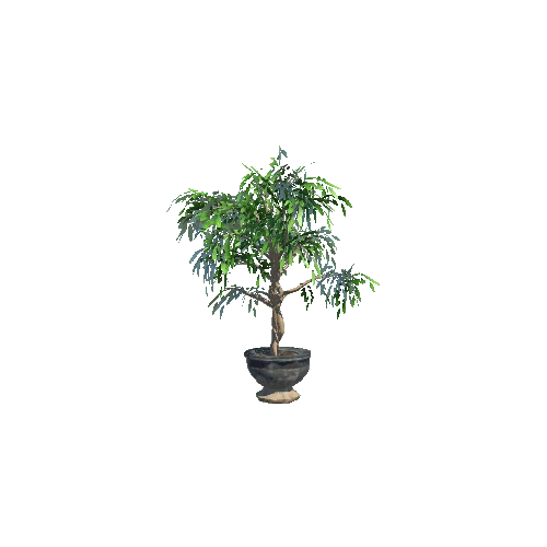 Ficus_leaf