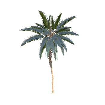 Palm