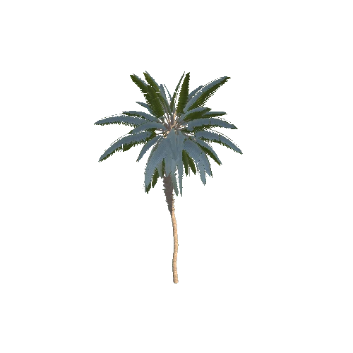 Palm