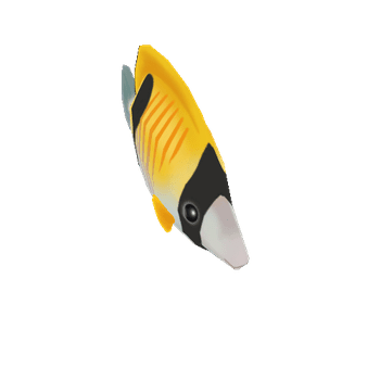 Hau_Teardrop_Butterflyfish