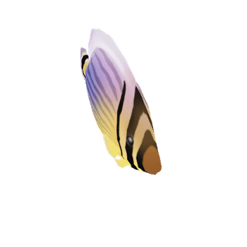 Kapuhili_Redfin_Butterflyfish