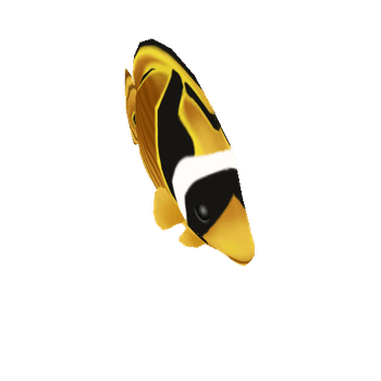 Kikakapu_Kapuhili_Raccoon_Butterflyfish